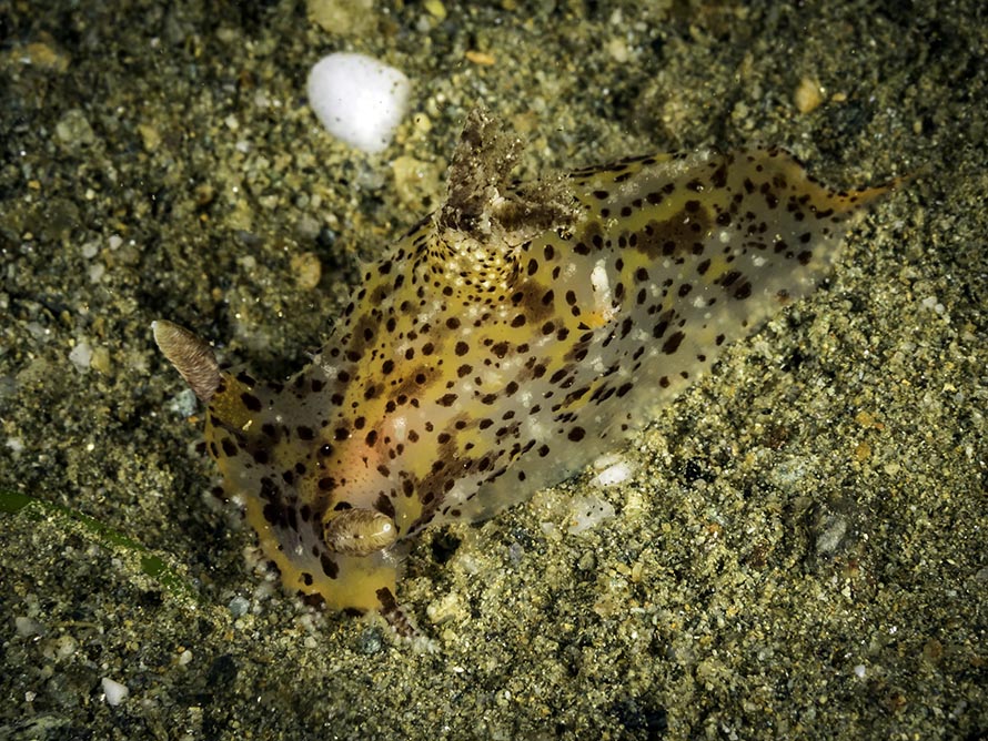 Plocamopherus tilesii